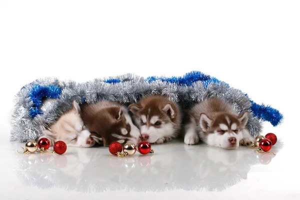 Adoráveis Cachorros Husky Siberianos Com Decorações Natal Fundo Branco — Fotografia de Stock