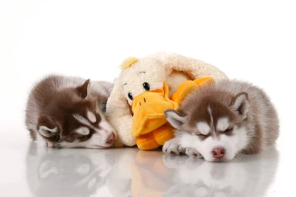 Adorables Cachorros Husky Siberianos Con Pato Juguete Sobre Fondo Blanco — Foto de Stock