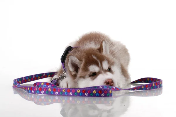 Adorable Chiot Husky Sibérien Sur Fond Blanc — Photo