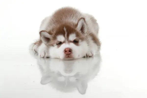 Adorable Siberian Husky Puppy White Background — Stock Photo, Image