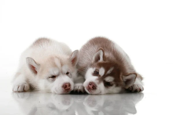 Entzückende Siberian Husky Welpen Auf Weißem Hintergrund — Stockfoto