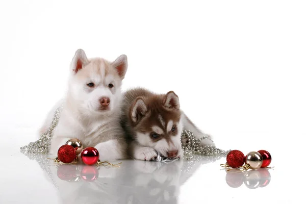 Uroczy Syberyjski Szczeniak Husky Bombkami Świątecznymi Białym Tle — Zdjęcie stockowe