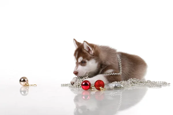 Adorable Siberian Husky Puppy Christmas Decorations White Background — Stock Photo, Image