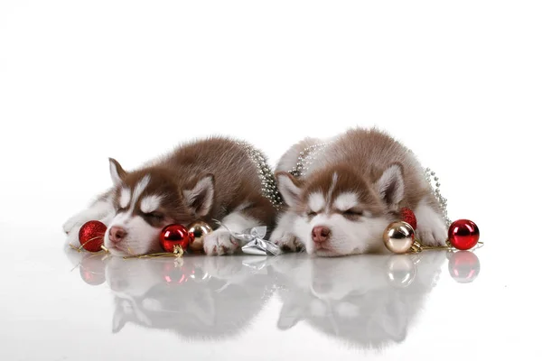 Adorable Siberian Husky Puppy Christmas Baubles White Background — Stock Photo, Image