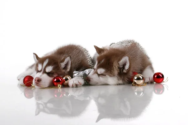 Adorable Siberian Husky Puppy Christmas Baubles White Background — Stock Photo, Image