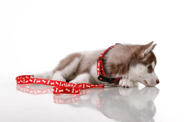 Schattige Siberische Husky Puppy Witte Achtergrond — Stockfoto