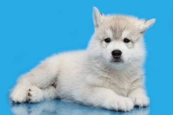 Schattige Siberische Husky Puppy Blauwe Achtergrond — Stockfoto