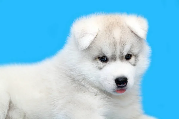 Adorable Siberian Husky Puppy Blue Background — Stock Photo, Image