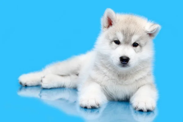 Schattige Siberische Husky Puppy Blauwe Achtergrond — Stockfoto