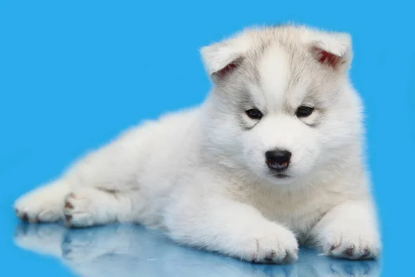 Schattige Siberische Husky Puppy Blauwe Achtergrond — Stockfoto