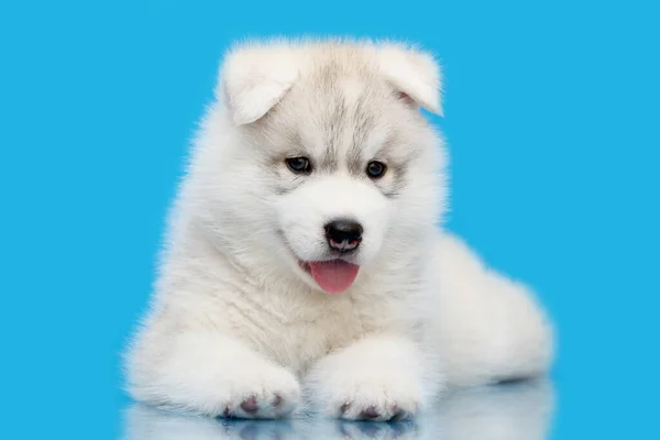 Schattige Siberische Husky Puppy Blauwe Achtergrond — Stockfoto