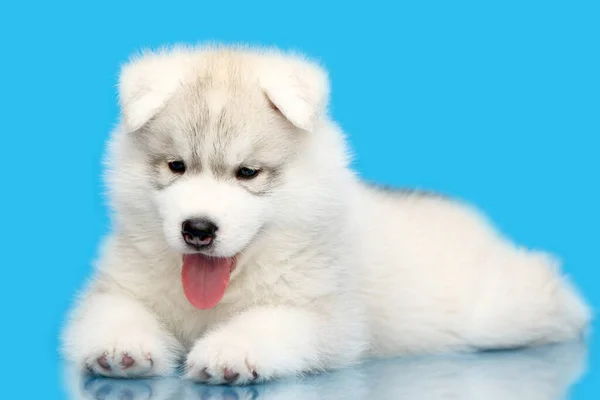 Schattige Siberische Husky Puppy Blauwe Achtergrond — Stockfoto