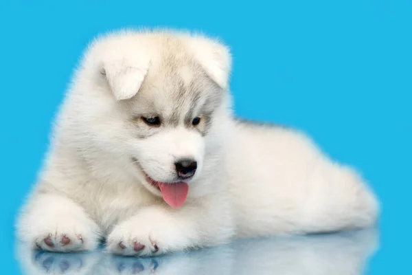 Schattige Siberische Husky Puppy Blauwe Achtergrond — Stockfoto