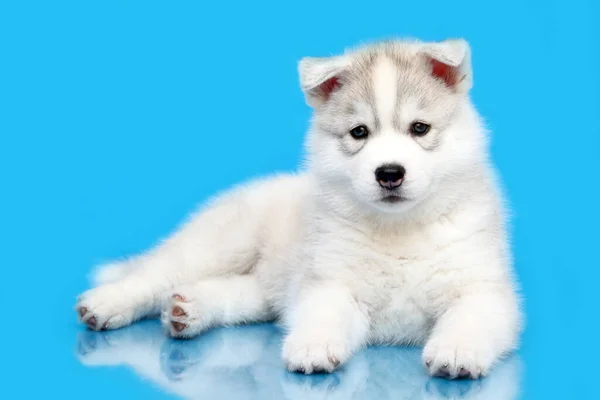 Adorável Siberian Husky Filhote Cachorro Fundo Azul — Fotografia de Stock