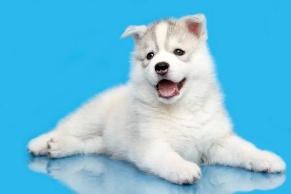 Schattige Siberische Husky Puppy Blauwe Achtergrond — Stockfoto