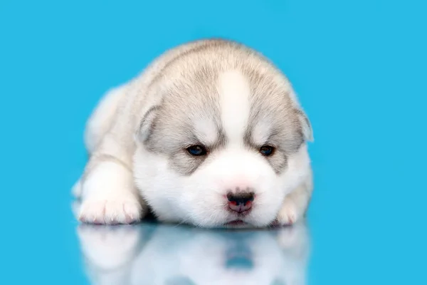 Adorável Siberian Husky Filhote Cachorro Fundo Azul — Fotografia de Stock