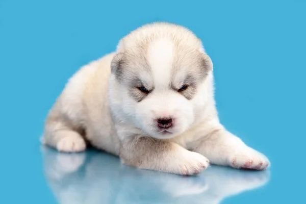 Adorabile Cucciolo Siberiano Husky Sfondo Blu — Foto Stock