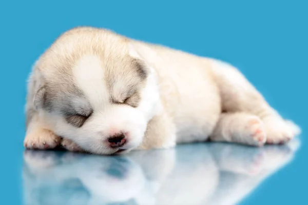 Schattige Siberische Husky Puppy Blauwe Achtergrond — Stockfoto