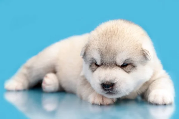 Adorable Siberian Husky Puppy Blue Background — Stock Photo, Image