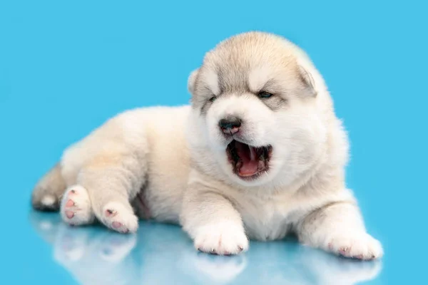 Adorable Chiot Husky Sibérien Sur Fond Bleu — Photo