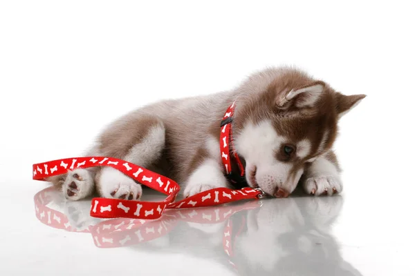 Adorable Siberian Husky Puppy White Background Royalty Free Stock Images