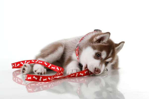 Adorable Siberian Husky Puppy White Background Stock Image