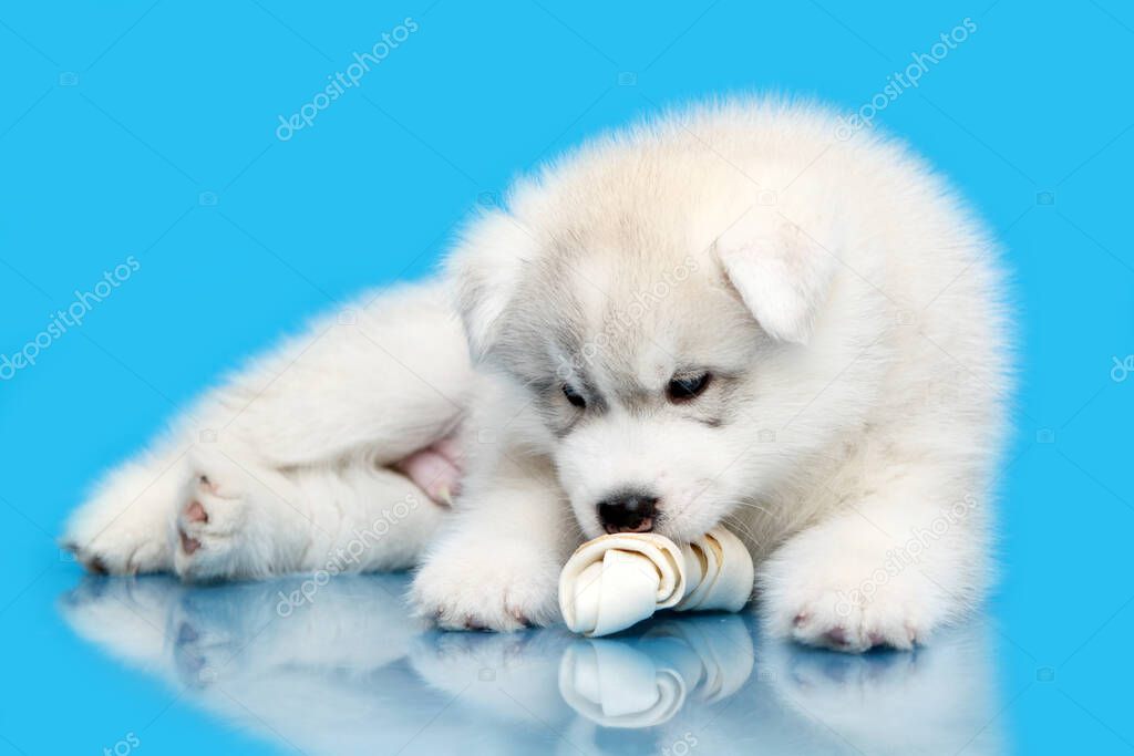 Adorable Siberian Husky puppy on blue background
