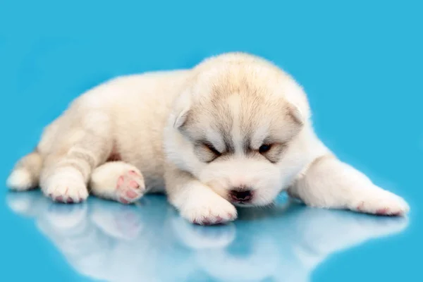 Adorable Siberian Husky Puppy Blue Background — Stock Photo, Image