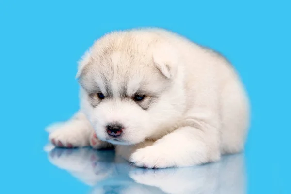 Bedårande Sibiriska Husky Valp Blå Bakgrund — Stockfoto
