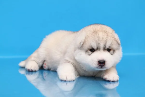 Adorable Siberian Husky Puppy Blue Background — Stock Photo, Image