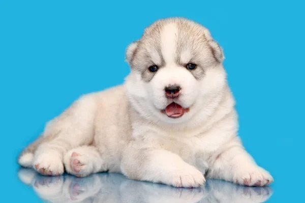 Adorable Cachorro Husky Siberiano Sobre Fondo Azul — Foto de Stock