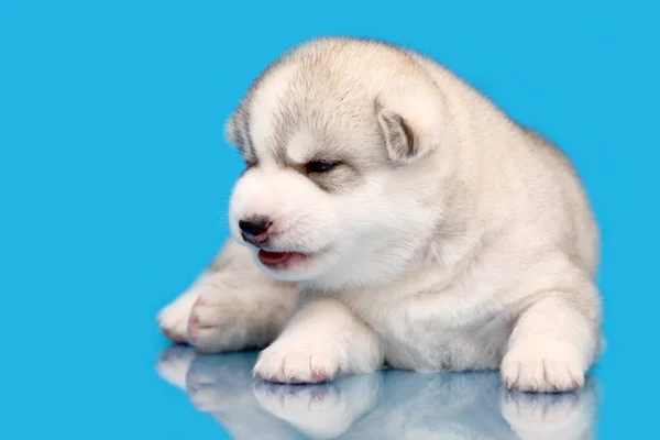 Schattige Siberische Husky Puppy Blauwe Achtergrond — Stockfoto