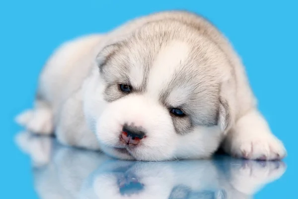 Adorabile Cucciolo Siberiano Husky Sfondo Blu — Foto Stock