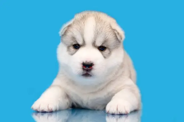 愛らしいシベリアハスキー子犬上の青の背景 — ストック写真