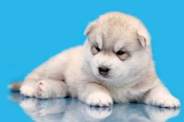 Adorável Siberian Husky Filhote Cachorro Fundo Azul — Fotografia de Stock