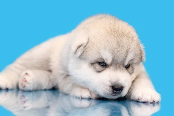 Adorabile Cucciolo Siberiano Husky Sfondo Blu — Foto Stock