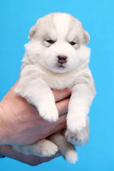 Adorable Cachorro Husky Siberiano Sobre Fondo Azul —  Fotos de Stock