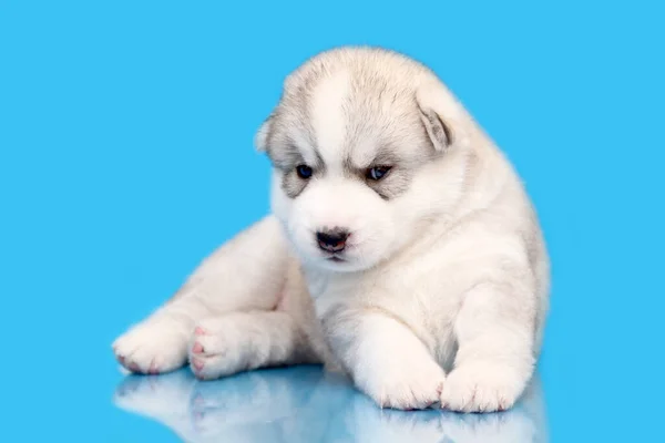 Schattige Siberische Husky Puppy Blauwe Achtergrond — Stockfoto