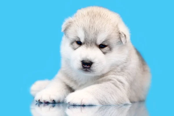 Schattige Siberische Husky Puppy Blauwe Achtergrond — Stockfoto