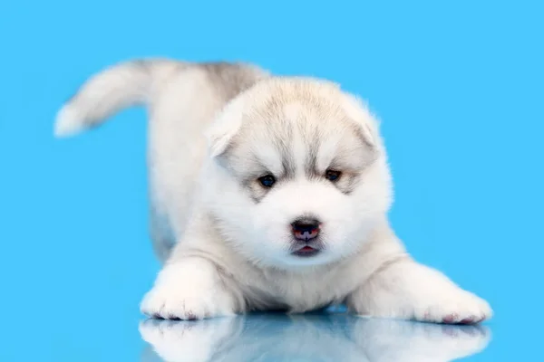 Adorável Siberian Husky Filhote Cachorro Fundo Azul — Fotografia de Stock