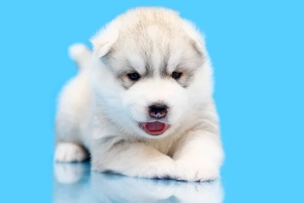 Schattige Siberische Husky Puppy Blauwe Achtergrond — Stockfoto