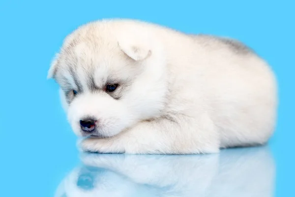 Adorable Chiot Husky Sibérien Sur Fond Bleu — Photo