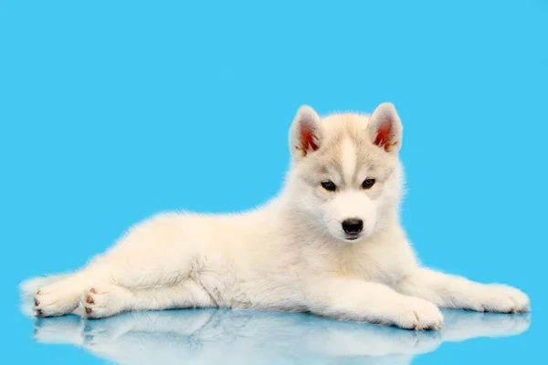 Adorable Cachorro Husky Siberiano Sobre Fondo Azul —  Fotos de Stock