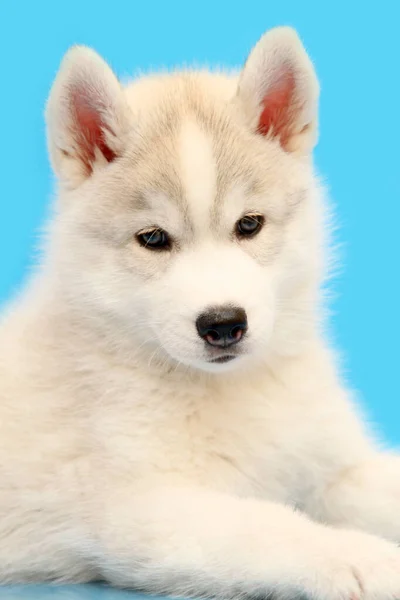 Bedårande Sibiriska Husky Valp Blå Bakgrund — Stockfoto