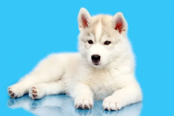 Entzückender Siberian Husky Welpe Auf Blauem Hintergrund — Stockfoto