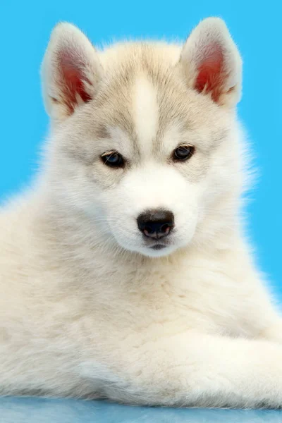 Adorable Cachorro Husky Siberiano Sobre Fondo Azul —  Fotos de Stock