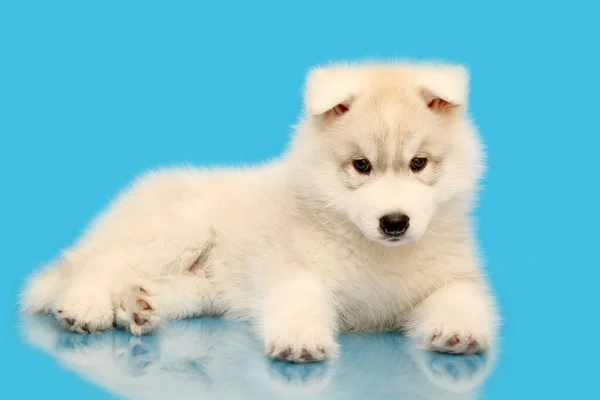 Schattige Siberische Husky Puppy Blauwe Achtergrond — Stockfoto