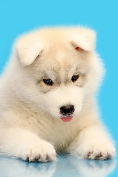 Adorable Siberian Husky Puppy Blue Background — Stock Photo, Image