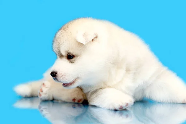 Adorável Siberian Husky Filhote Cachorro Fundo Azul — Fotografia de Stock