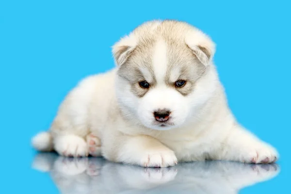 Adorável Siberian Husky Filhote Cachorro Fundo Azul — Fotografia de Stock